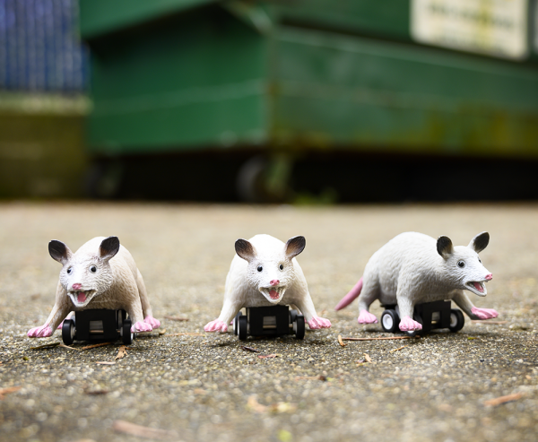 Racing Possum Fashion